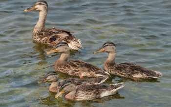 醫療保險：守護健康的最後防線