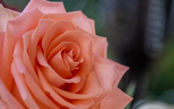 尋找理想的證婚場地：打造美好回憶的溫馨選擇