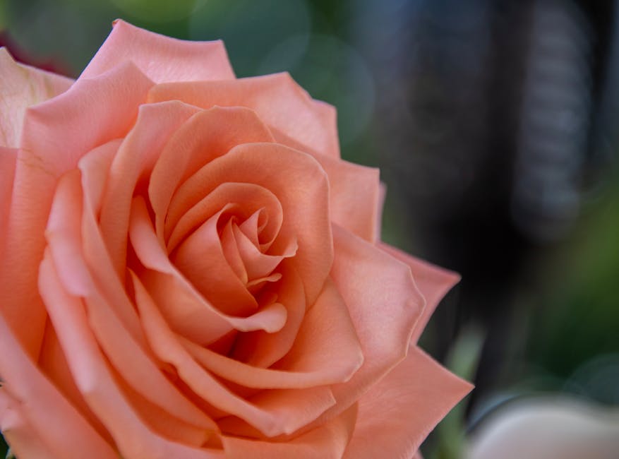 尋找理想的證婚場地：打造美好回憶的溫馨選擇